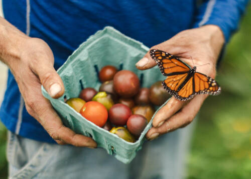 A close-up of a person holding a carton of cherry tomatoes, a monarch butterfly sits of their hand.